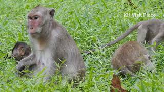 Happy monkeys play on the beautiful grass