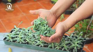 How to Make a Succulent Mother Plant - Sedum