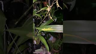 Sleeping Lizard #asmr #mylittlejungle #orchidmom #plantita #asmrsounds