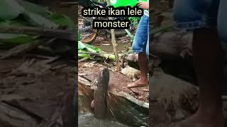 strike ikan lele monster #fishing #mancingikan #shorts