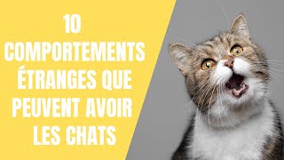 10 COMPORTEMENTS ÉTRANGES QUE PEUVENT AVOIR LES CHATS