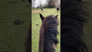 Runnin’ with the cows #ranch #cows #horses #cowboy