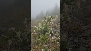 Ocean Spray blooming in the alpine mist. #nature #flowers