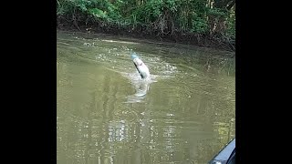 Bayou Jessamine to Rice Creek, Top Water Fishing Stockton AL part 2