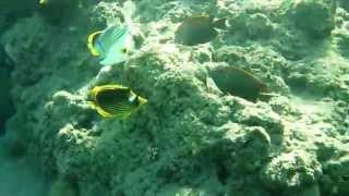 Snorkeling in Red Sea (Sharm El Sheikh, Naama Bay) Sony Xperia Z underwater