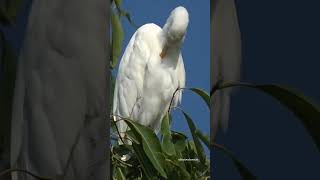 Such a Beautiful Bird, Great Egret #greategret #egret #egrets #beautiful #watch #look #love #ytshort