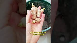 How to grow high Ginger #shortvideo #plants #youtubeshorts #garden #farming #viralvideo #video