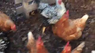 chicken and bees 12/19/17