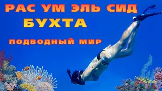 ПОДВОДНЫЙ МИР КРАСНОГО МОРЯ ЕГИПТА | Безветренная бухта РАС УМ СИД