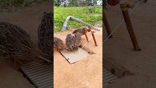 Easy Amazing Bird Trap - Quail Trap #shorts