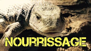 varan des savanes : nourrissage ( varanus exanthematicus )