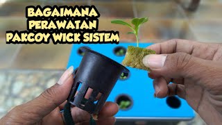 PERAWATAN PAKCOY WICK SISTEM