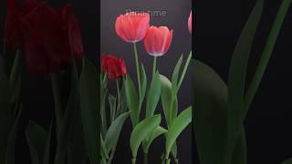 bunga tulip #timelapse #tanaman #bunga