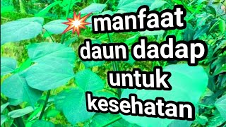 Tanaman Liar Segudang manfaat,Daun Dadap Serap