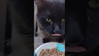 Hungry cat with the num nums