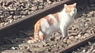 cat trespassing on the railway