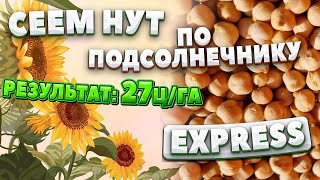 Сеем НУТ после подсолнечника под EXPRESS