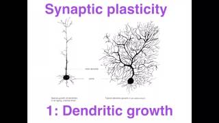 Neural basis of Learning - VCE Psych