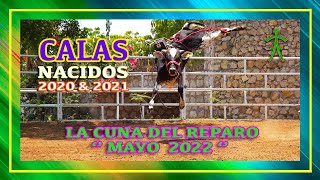 LA CUNA DEL REPARO | CALAS DE TORETES NACIDOS 2020 Y 2021 En Rancho El Guamuchil MAYO 2022