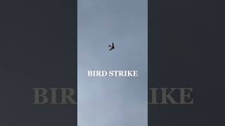 brid strike