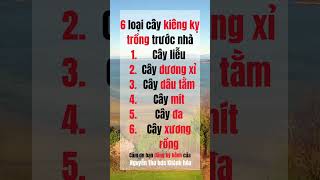 6 loại cây kỵ trồng trước nhà #nguyenthobdskhanhhoa #phongthuy