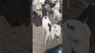 The beautiful 😍goat 🙌is having fun with the goat in Thar  🐐🐐🐐🐐🐐🐐