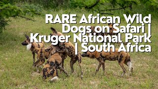 RARE African Wild Dogs on Safari | Kruger National Park | South Africa