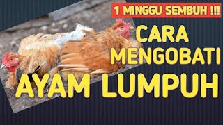 CARA MENGOBATI AYAM LUMPUH