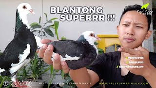 SPESIAL ! Beli Merpati Balap Baru Warna Plontang, Merpati Blantong Sapi