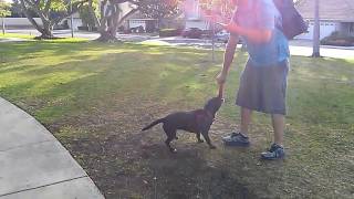 Starr spinning around biting a frisbee