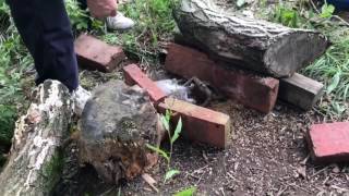 Grey Squirrel Fenn Trap Marathon