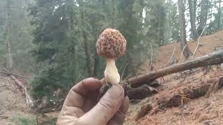 morel mushroom(guchhi)one of the most expensive mushroom gadi (jk,