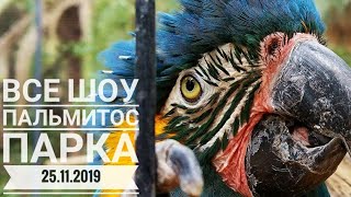 #сидимдома Гран Канария 2019. Пальмитос парк. Обзор, все шоу и сравнение с Лоро парком.