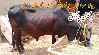 pahla sowa tyaar crass cawo far sale on youtube in punjab pakistan 25/5/23 03106420020