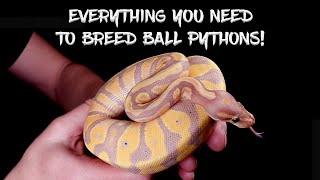 Everything You Need to Breed Ball Pythons! (Everything I bought In The Last 6 Years!)