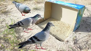 The First Simple Unique Bird Trap Using Box With Deep Hole / Fantastic Unique Bird Trap Work 100%