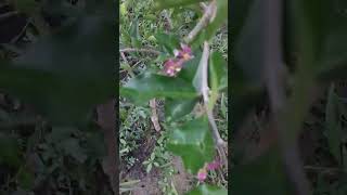 Barbados Cherry 'Acerola cherry'  Malpighia emarginata making blooms