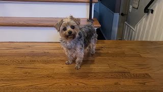 Mommy, help me look 😞The Search for Hermie the Hedgehog! #yorkies #cute #Rylie