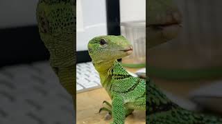 SKYDIVING LIZARD! BASIL'S TAMING UPDATE!