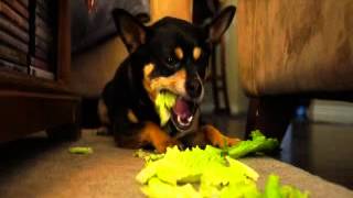 Bandit Eats Lettuce