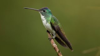 Andean Emerald Sound | Bird Singing