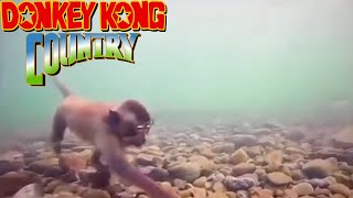 DKC Tv Meme : Mamaco Nadando e tocando Aquatic Ambience