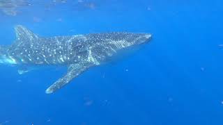 Swimming with  TWO  Whale Sharks!!!  First Jump!   8/22/2022