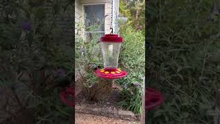 Fight At The Feeder #shorts