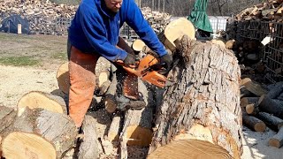 Cutting White Oak and Sugar Maple with the Echo CS 590