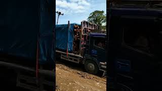 Truk logging habis angin Di Turunan Batujomba Stirnya Tak Bisa Balik akhirnya Kandas di lumpur jalan