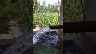 viral trending 😱#viral #supernapiergrass #farming #trending #kheti #shortsvideo #funny apni tubewell