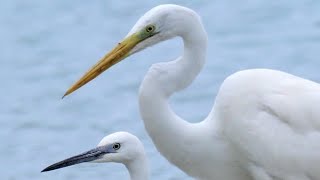 Airone bianco maggiore & Garzetta - Great Egret & Little Egret (Ardea alba)