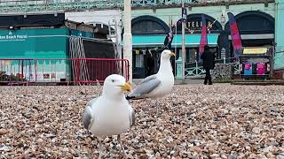 British Seagulls on Brighton Beach UK 🇬🇧