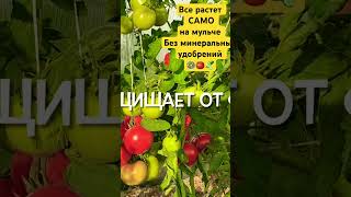 Овощи Без минеральных удобрений. Только на свежескошенной траве #тульскийфермер #влог #огород